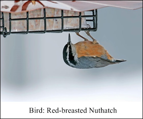 feeding birds suet in winter