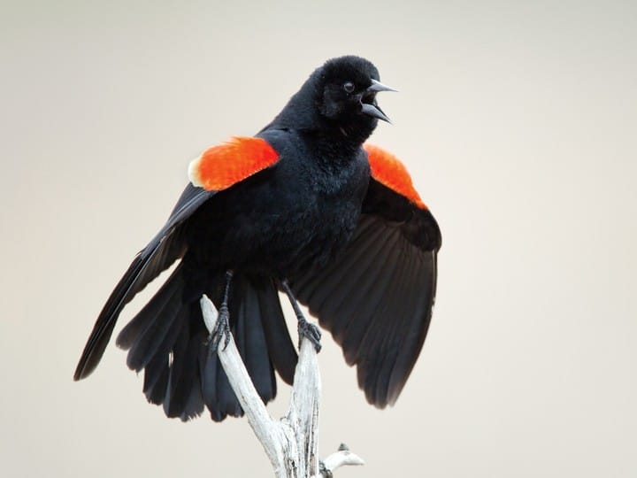 Red Winged Blackbird Female Calling 